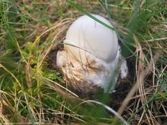 Amanita magnivelaris