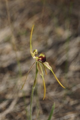 Caladenia magniclavata
