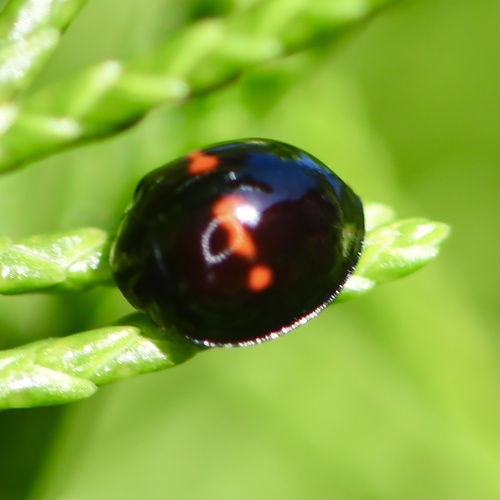 Heather Ladybird
