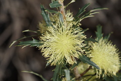 Banksia squarrosa