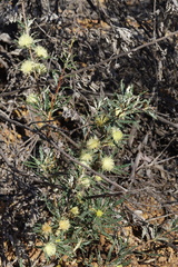 Banksia squarrosa