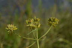 Bupleurum petraeum