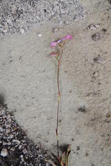 Disa inflexa