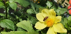 Eristalis tenax