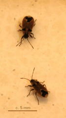 Melanotelus villosulus