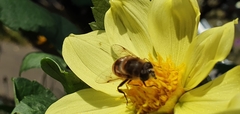Eristalis tenax