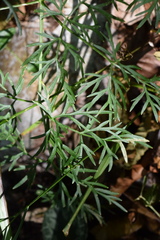 Peucedanum austriacum