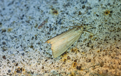 Agriphila straminella