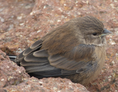 Crithagra symonsi