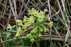 Primula elatior