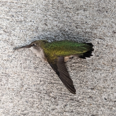 Archilochus colubris