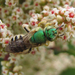 Honey-tailed Striped Sweat Bee - Photo (c) stonebird, some rights reserved (CC BY-NC-SA)