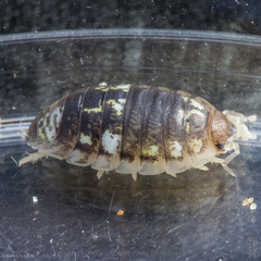 Alloniscus perconvexus