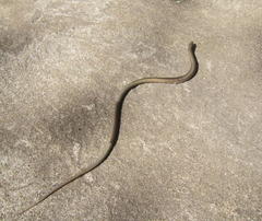 Tetradactylus africanus