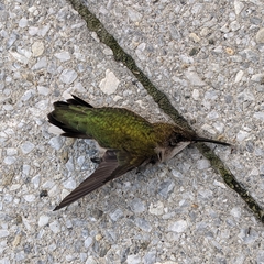 Archilochus colubris