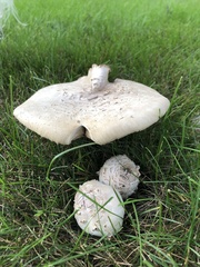 Chlorophyllum molybdites