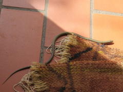 Tetradactylus africanus