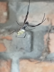 Trichonephila sexpunctata