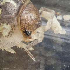 Alloniscus perconvexus