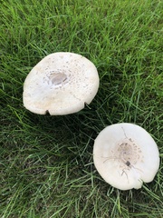 Chlorophyllum molybdites