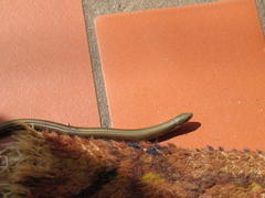 Tetradactylus africanus