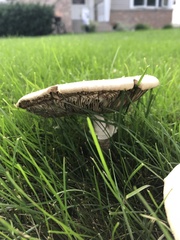 Chlorophyllum molybdites