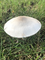 Leucoagaricus