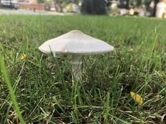 Leucoagaricus