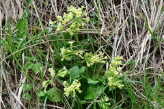 Primula elatior