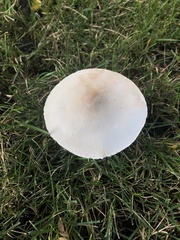 Leucoagaricus