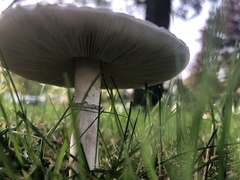 Leucoagaricus