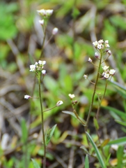 Capsella bursa-pastoris