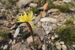 Bobartia parva