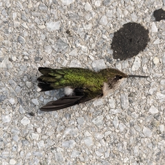 Archilochus colubris