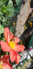 Eristalis tenax