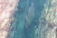 Lutjanus malabaricus