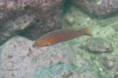 Pseudolabrus eoethinus