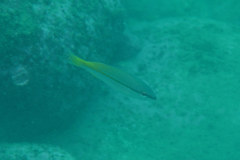 Lutjanus vitta