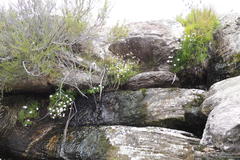 Osmitopsis osmitoides