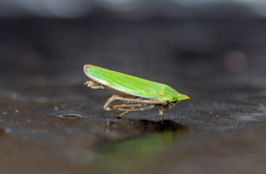 Draeculacephala robinsoni