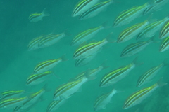 Parupeneus biaculeatus