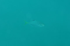 Carangoides praeustus