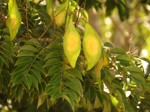 Dotted lancepod (Lonchocarpus punctatus)