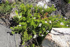 Pelargonium ternatum