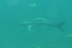 Rachycentron canadum