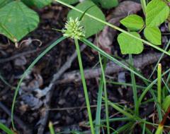 Cyperus sesquiflorus sesquiflorus