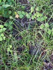 Cyperus sesquiflorus sesquiflorus