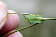 Gymnodiscus capillaris