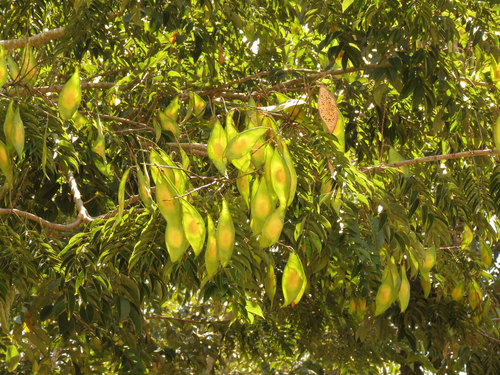 Lonchocarpus punctatus, photograph 1