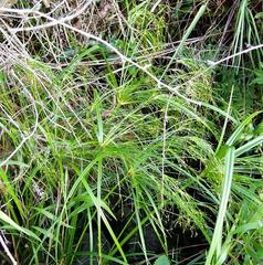 Cyperus leptocladus